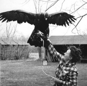 Image description: A black-and-white photo of Frances Hamerstrom holding her arm out for a raptor with its wings spread.